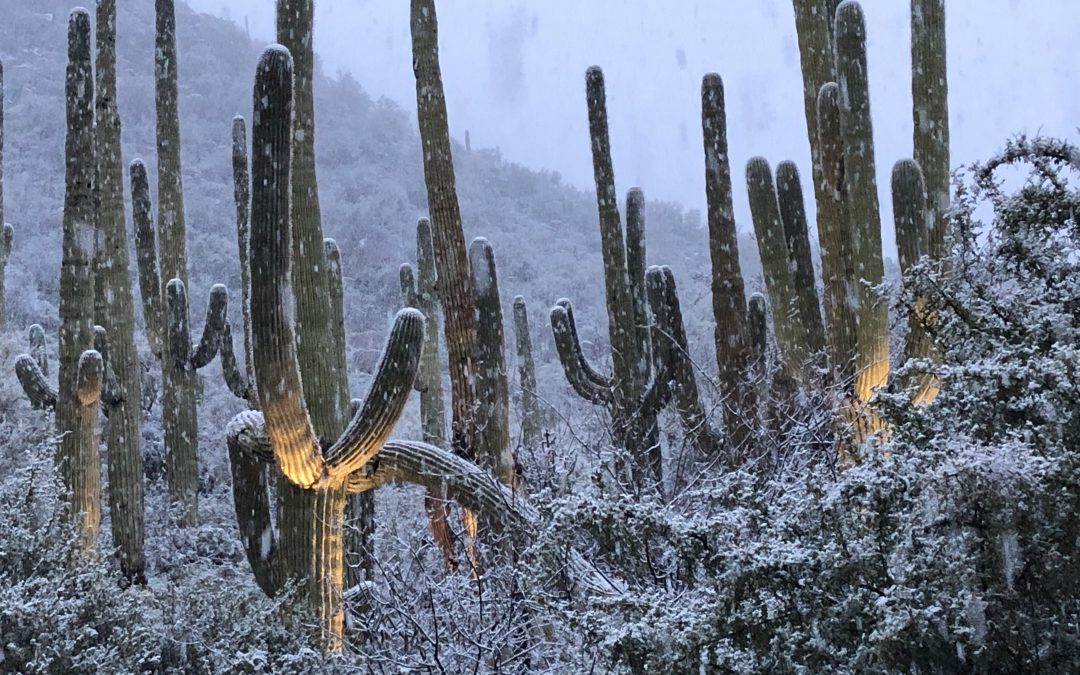 Snow on a Saguaro
