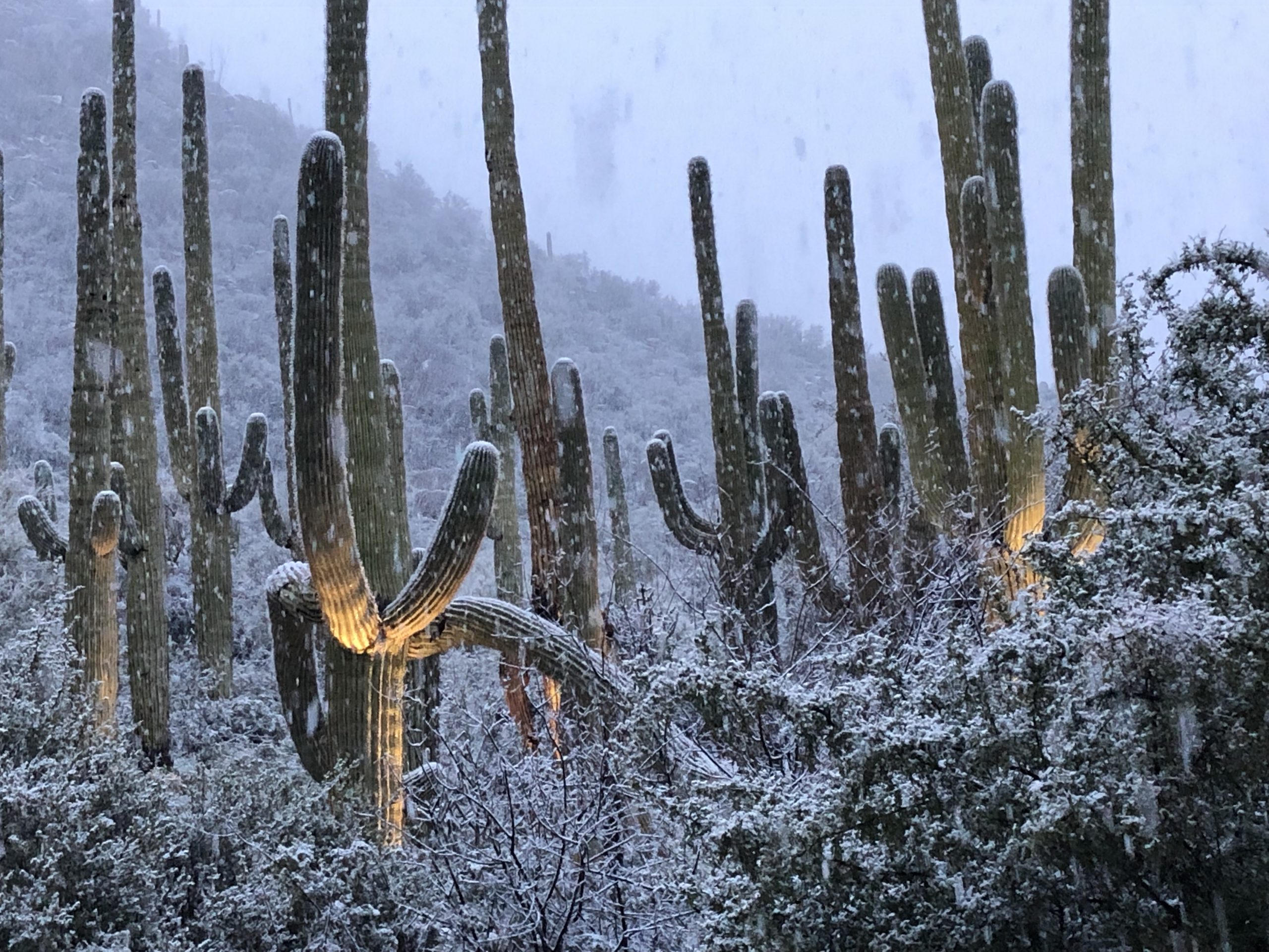 Image of Snow on cacti